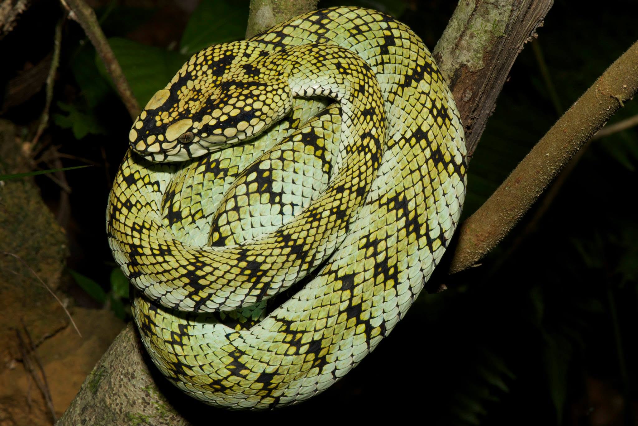 Lupa Masa — Borneo wildlife, book, free download, jungle tour, Lupa Masa tour, Lupa Masa trip