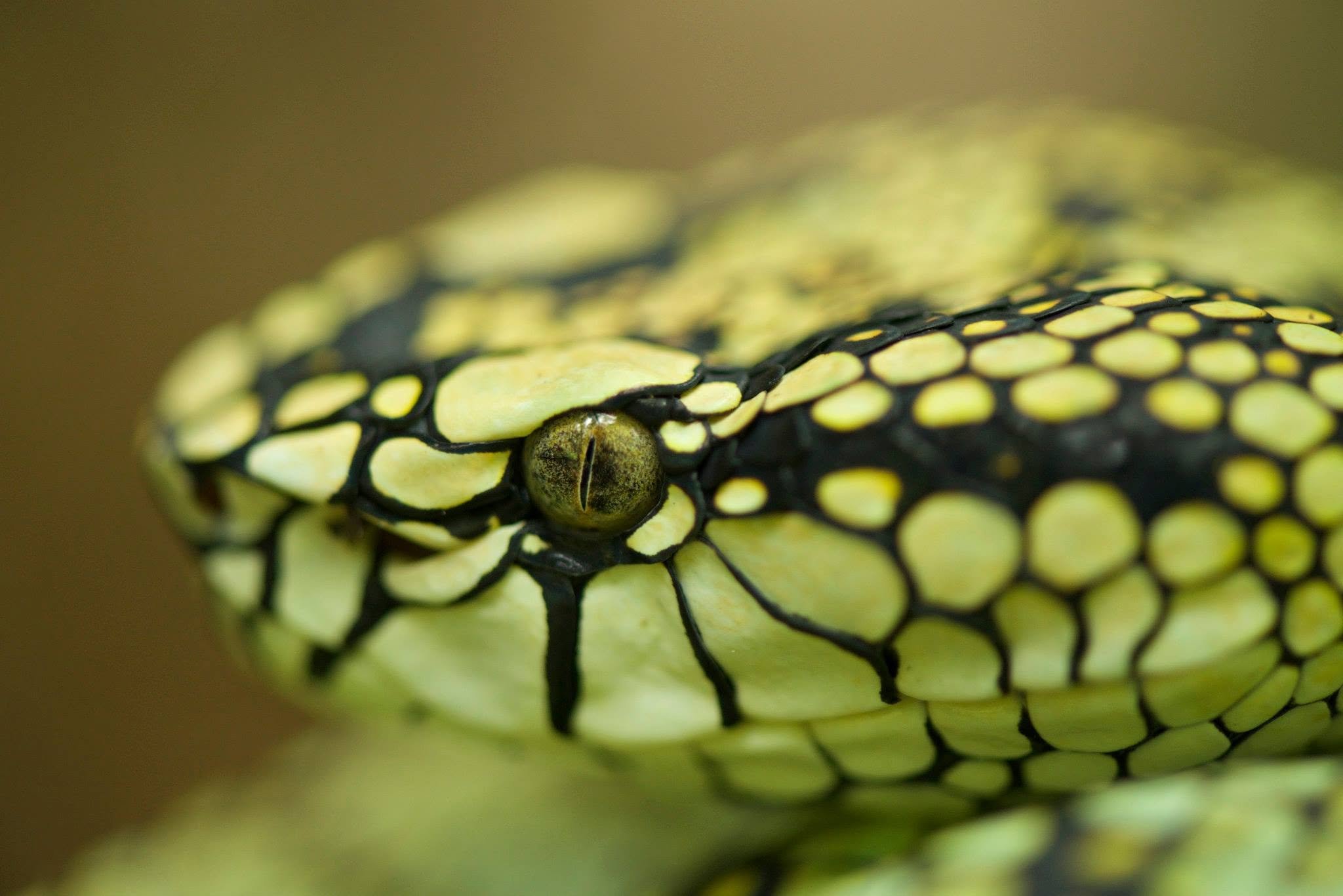 Sumatran Pit Viper — Borneo wildlife, book, free download, jungle tour, snake, herp tour