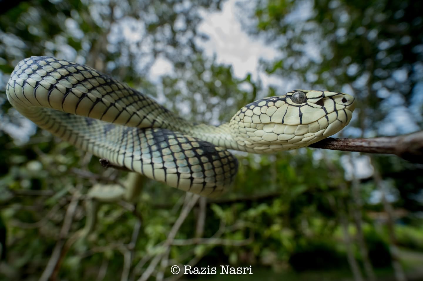 Sumatran Pit Viper — Borneo wildlife, book, free download, jungle tour, snake, herp tour