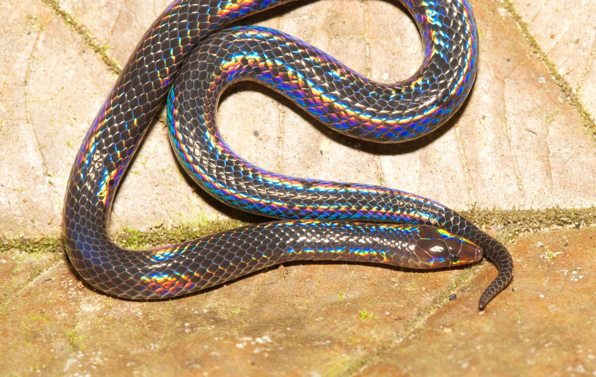 Sunbeam Snake — Borneo wildlife, book, free download, jungle tour, snake, herp tour