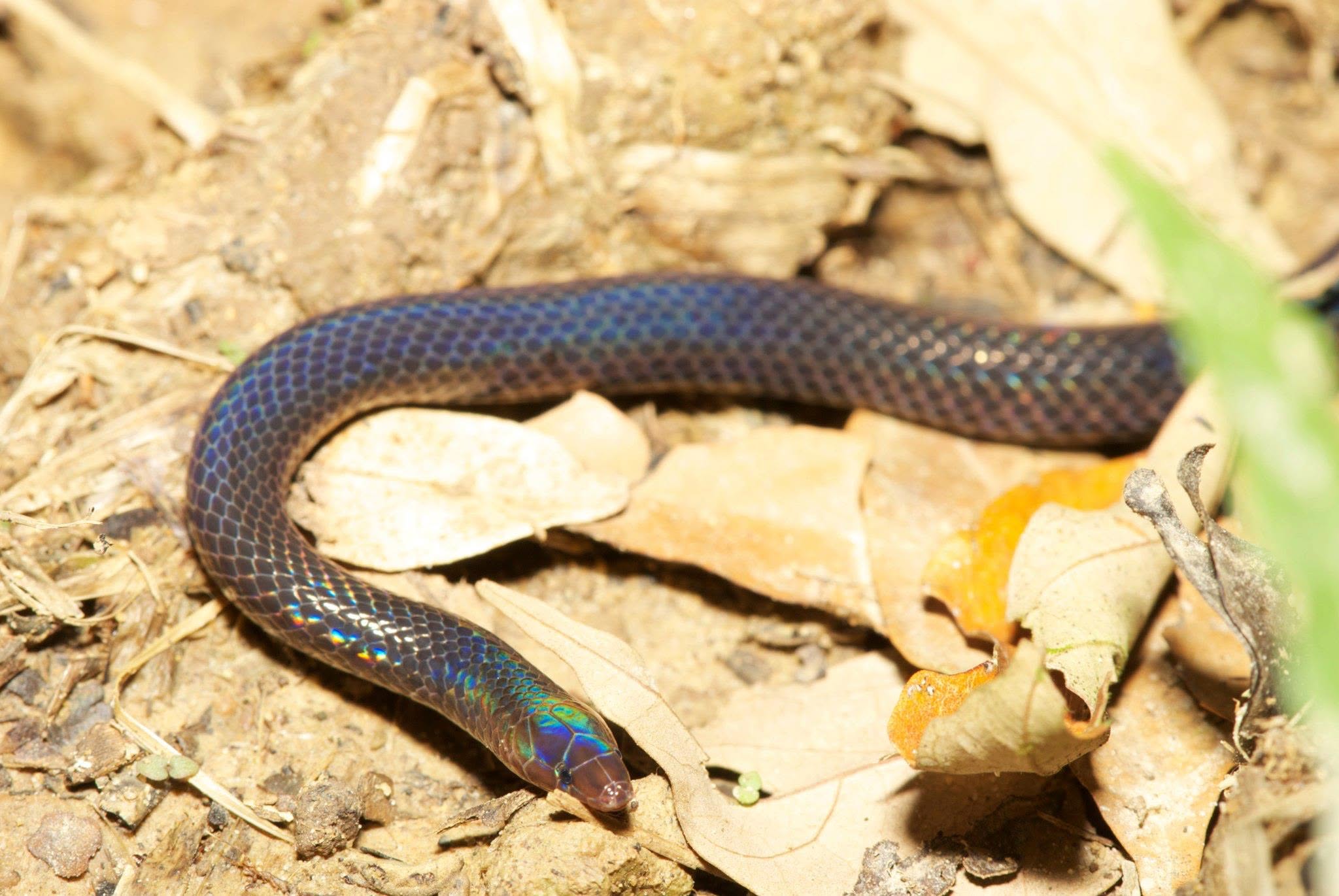 Sunbeam Snake — Borneo wildlife, book, free download, jungle tour, snake, herp tour