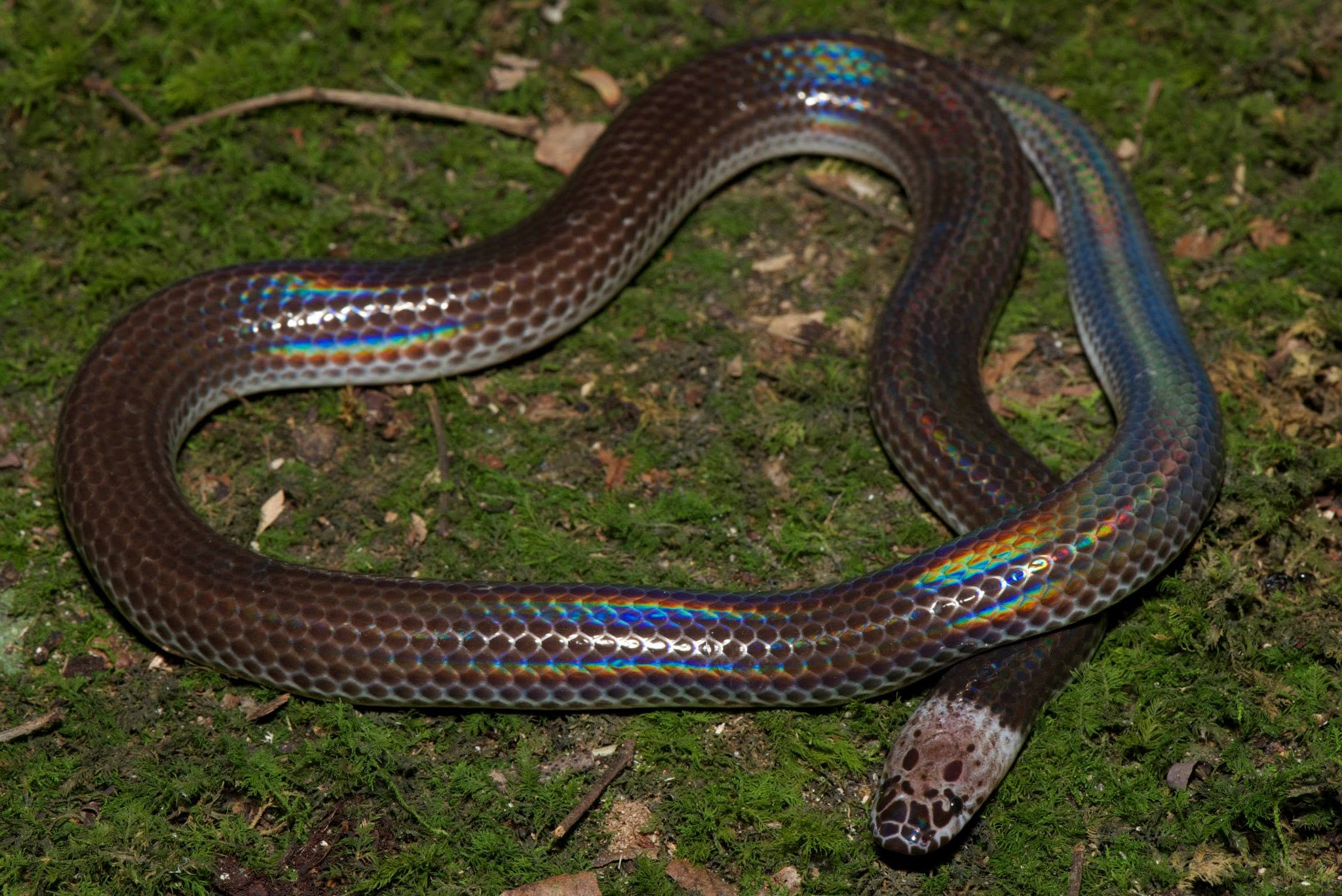 Sunbeam Snake — Borneo wildlife, book, free download, jungle tour, snake, herp tour