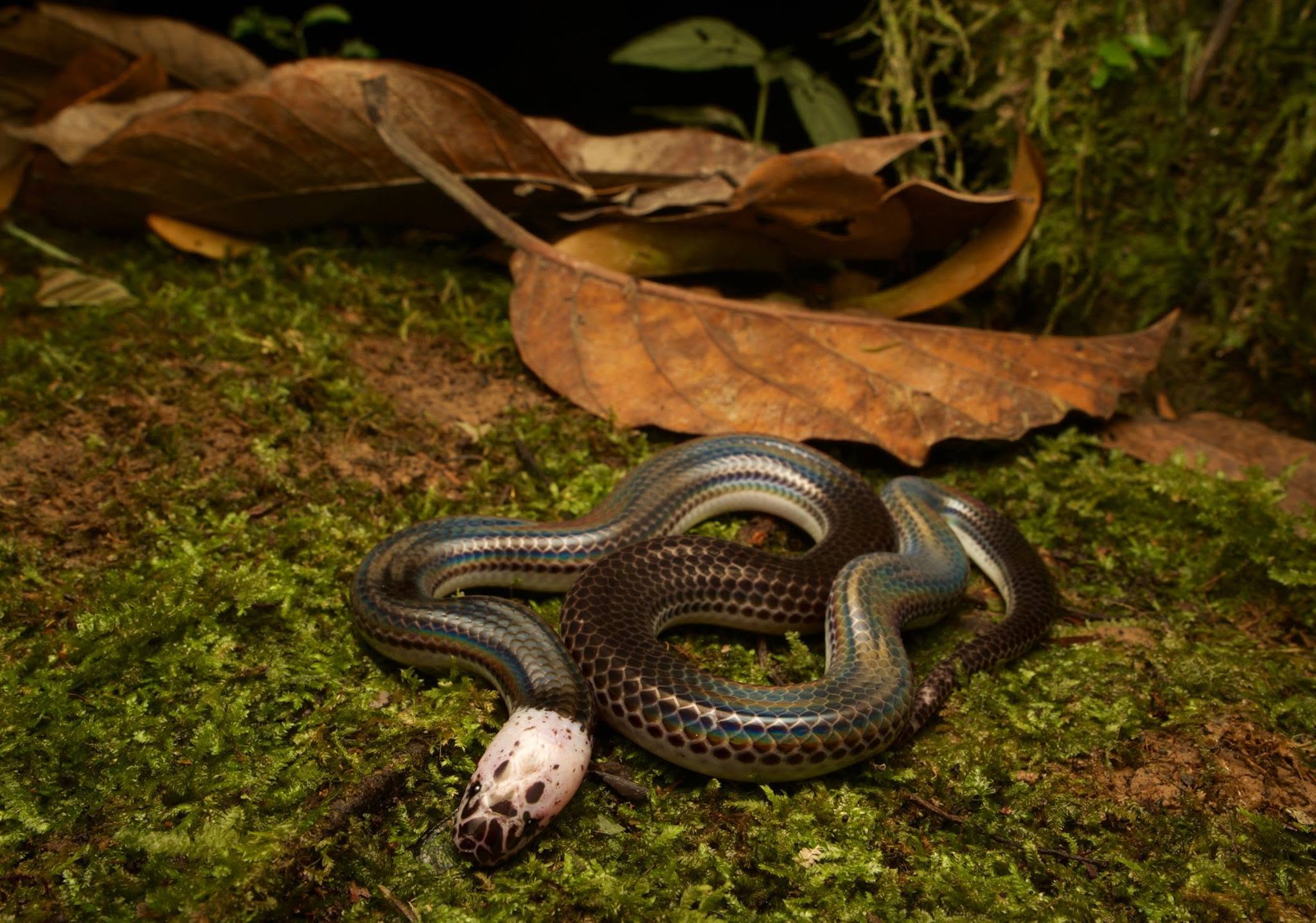 Sunbeam Snake — Borneo wildlife, book, free download, jungle tour, snake, herp tour