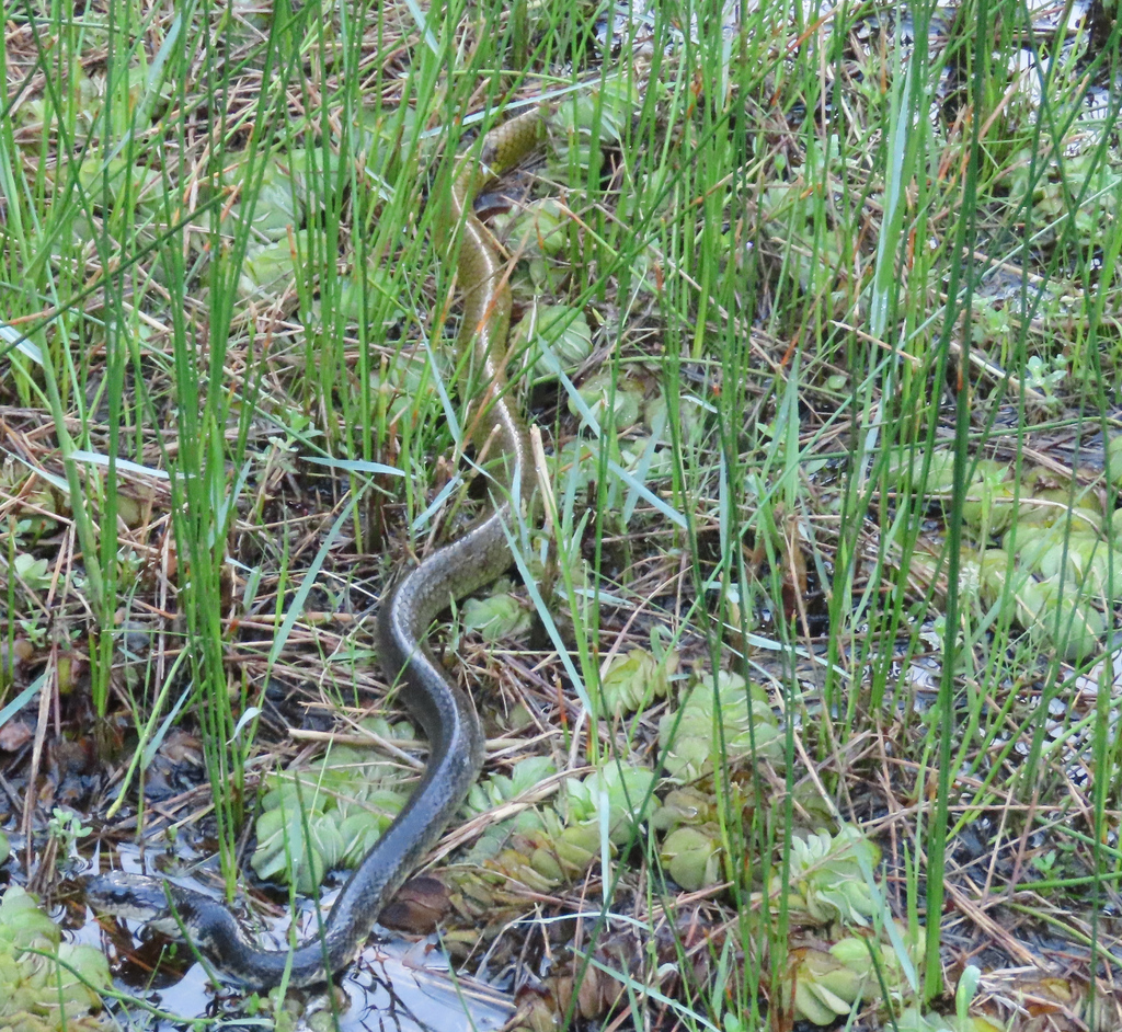 Sunda Brown Snake — Borneo wildlife, book, free download, jungle tour, snake, herp tour