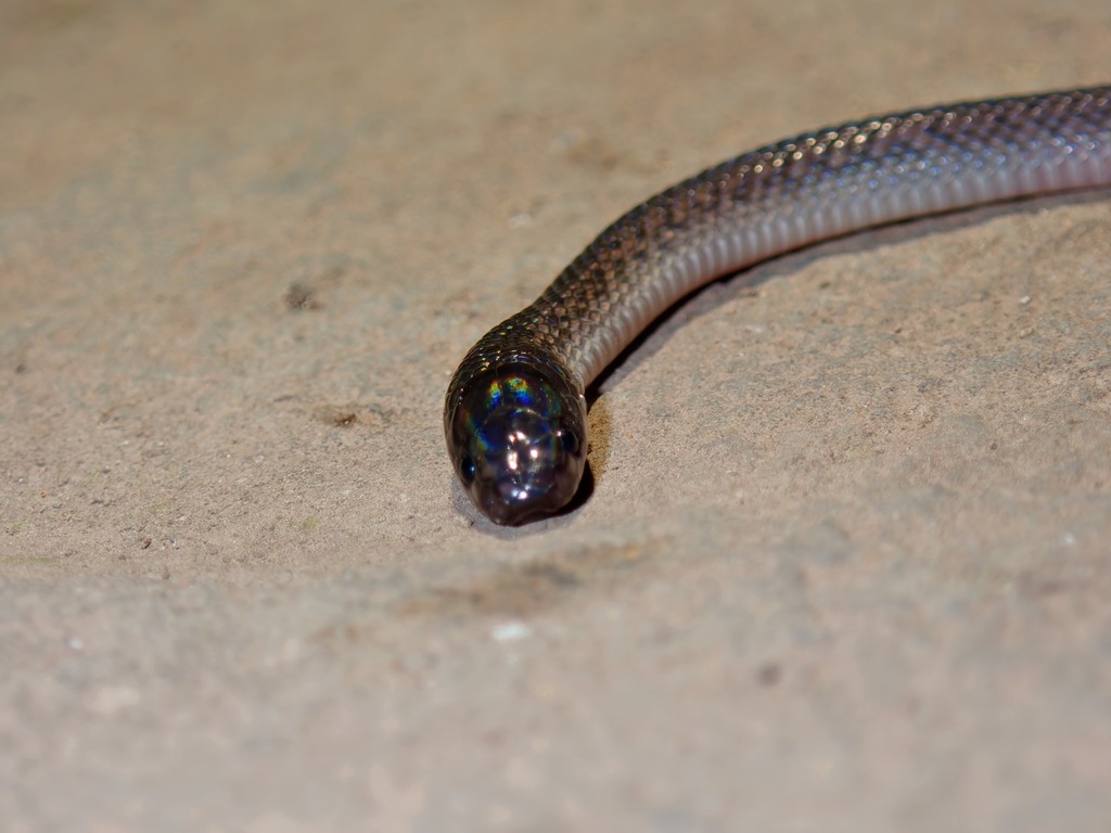 Sunda Mountain Snake — Borneo wildlife, book, free download, jungle tour, snake, herp tour