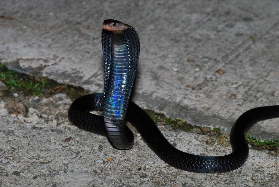 Sunda Spitting Cobra — Borneo wildlife, book, free download, jungle tour, snake, herp tour