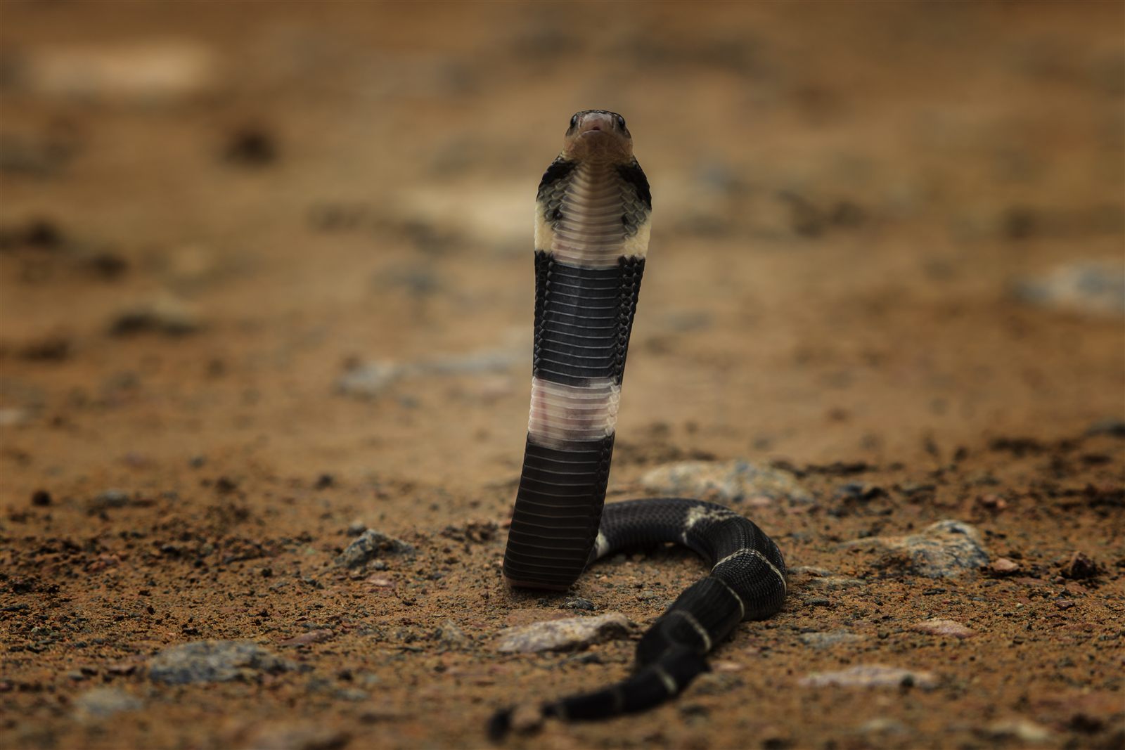 Sunda Spitting Cobra — Borneo wildlife, book, free download, jungle tour, snake, herp tour