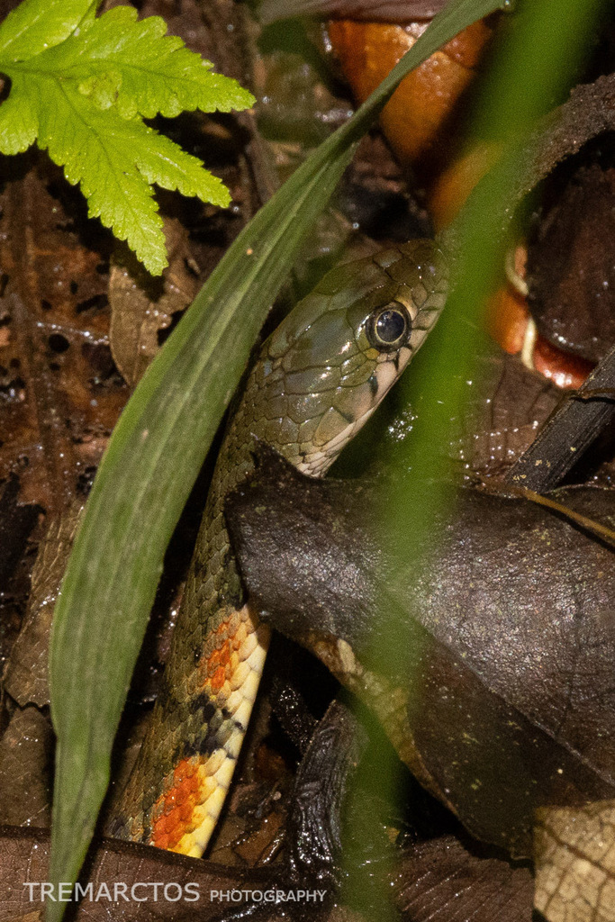 Triangle Keelback — Borneo wildlife, book, free download, jungle tour, snake, herp tour