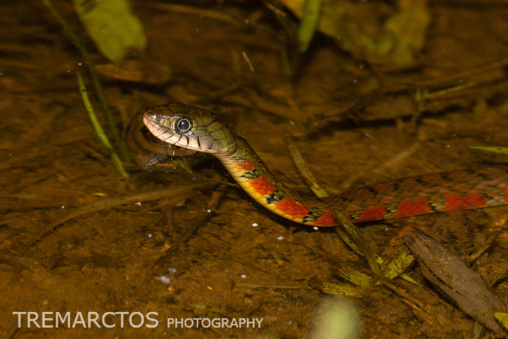 Triangle Keelback — Borneo wildlife, book, free download, jungle tour, snake, herp tour