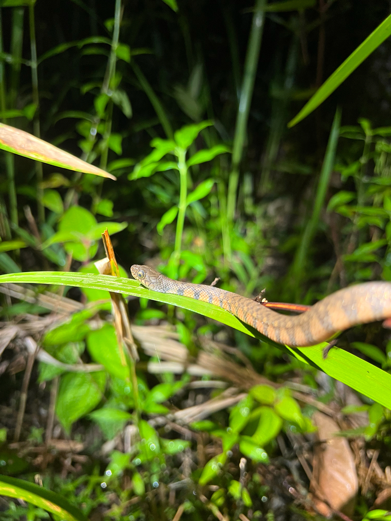 Triangle Keelback — Borneo wildlife, book, free download, jungle tour, snake, herp tour