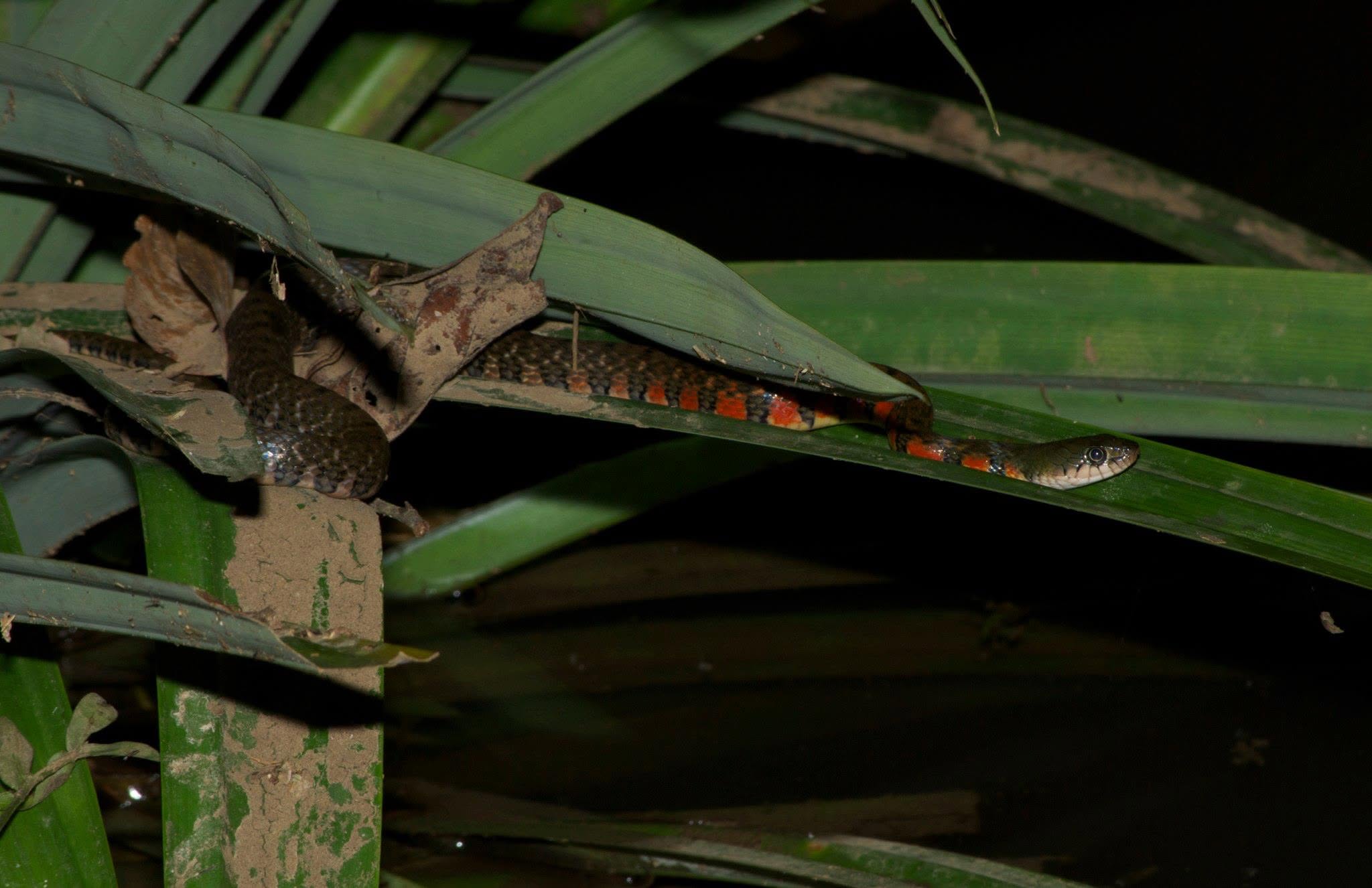 Triangle Keelback — Borneo wildlife, book, free download, jungle tour, snake, herp tour
