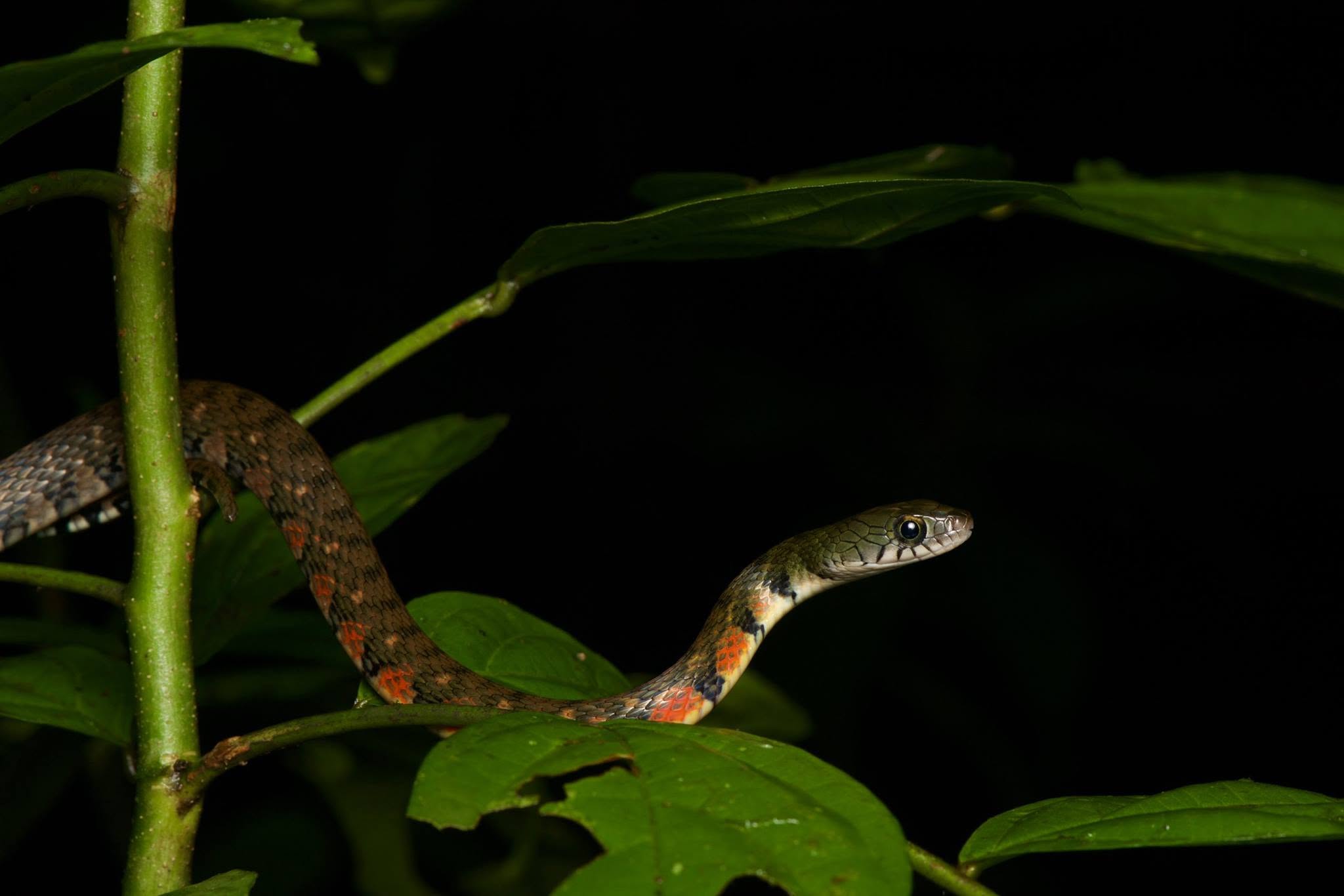 Triangle Keelback — Borneo wildlife, book, free download, jungle tour, snake, herp tour