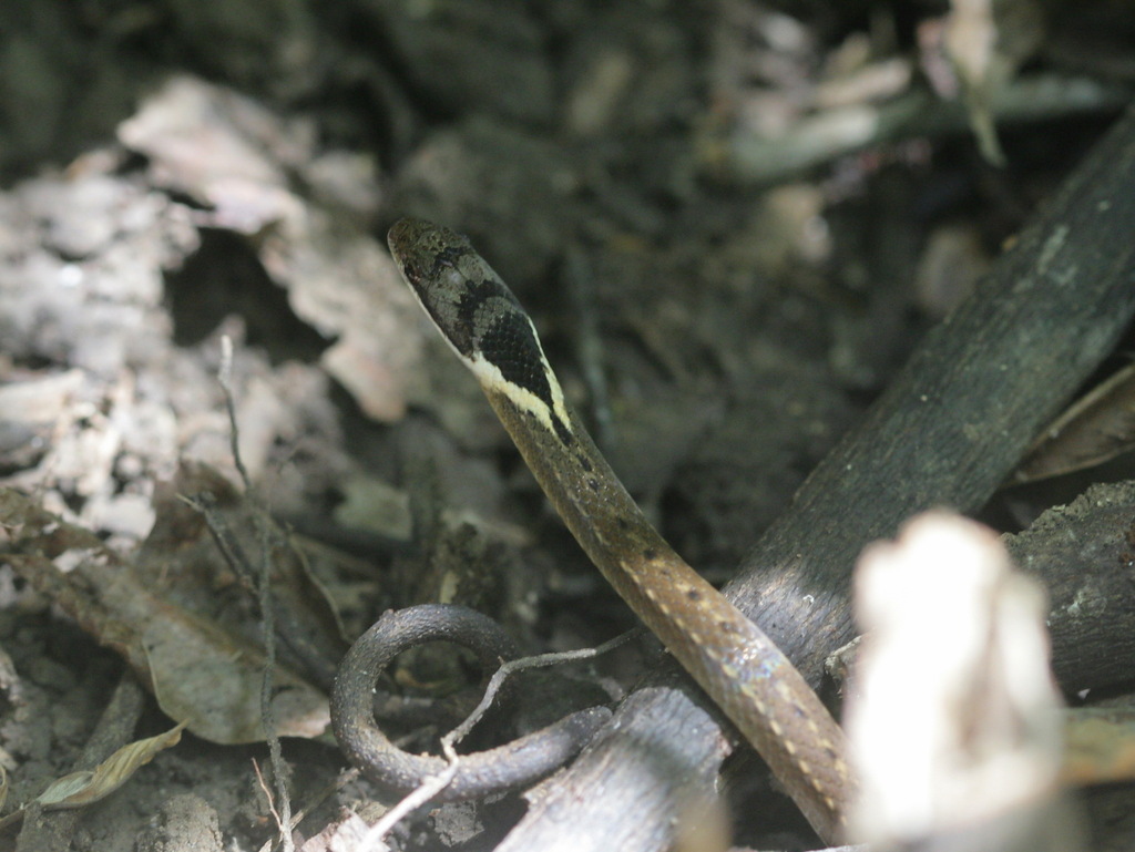 Triangled Black-headed Snake — Borneo wildlife, book, free download, jungle tour, snake, herp tour
