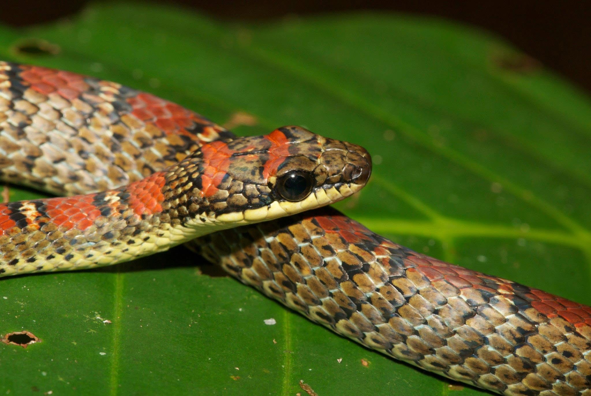 Twin-barred Tree Snake — Borneo wildlife, book, free download, jungle tour, snake, herp tour