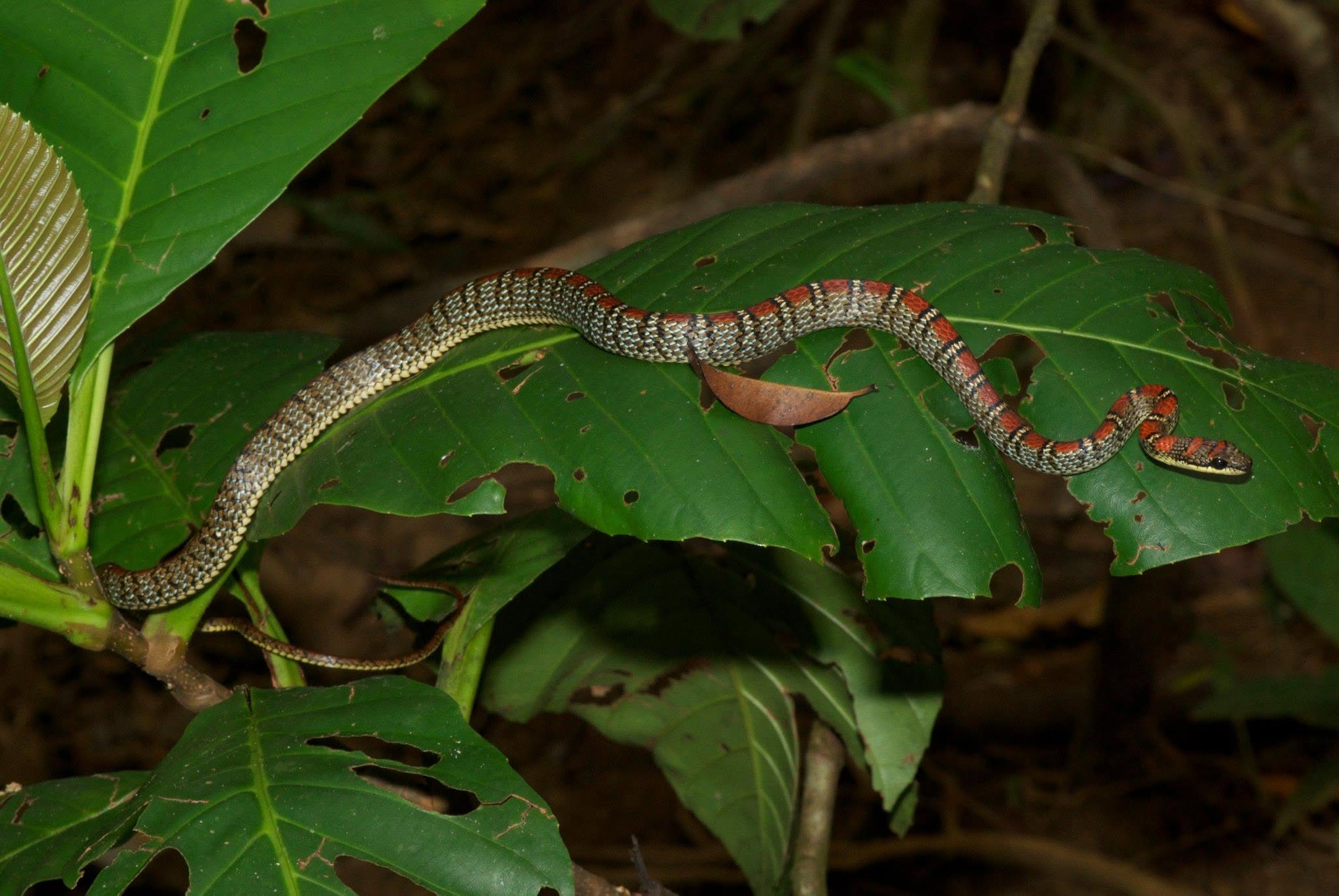 Twin-barred Tree Snake — Borneo wildlife, book, free download, jungle tour, snake, herp tour
