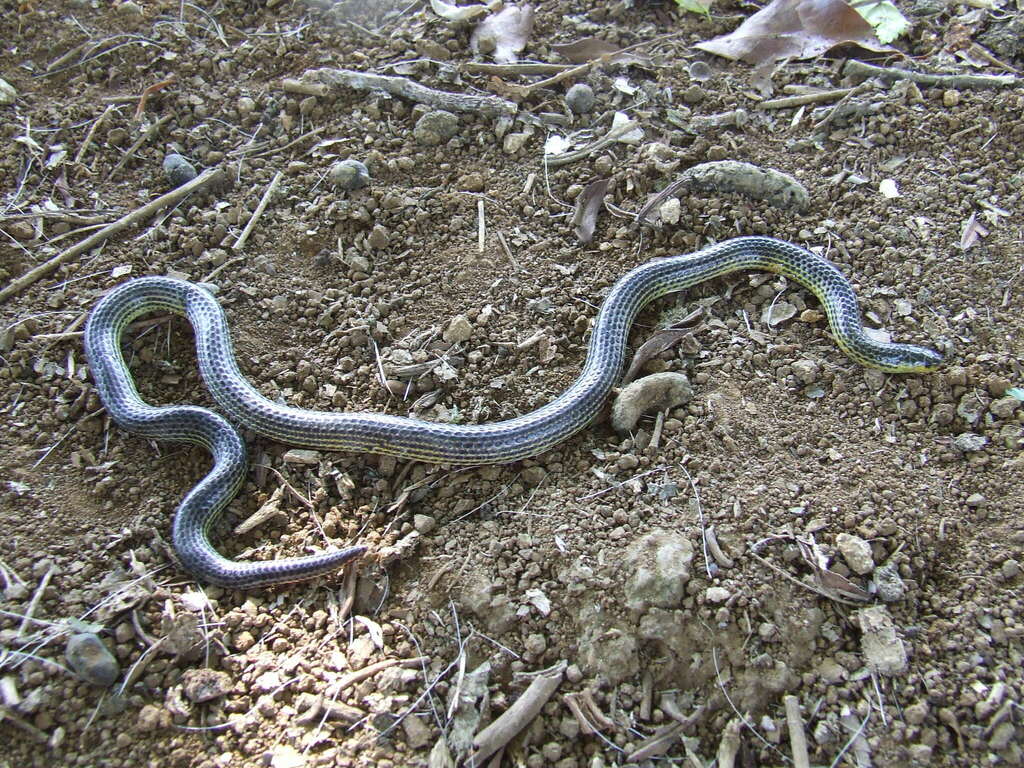 Variable Reed Snake — Borneo wildlife, book, free download, jungle tour, snake, herp tour