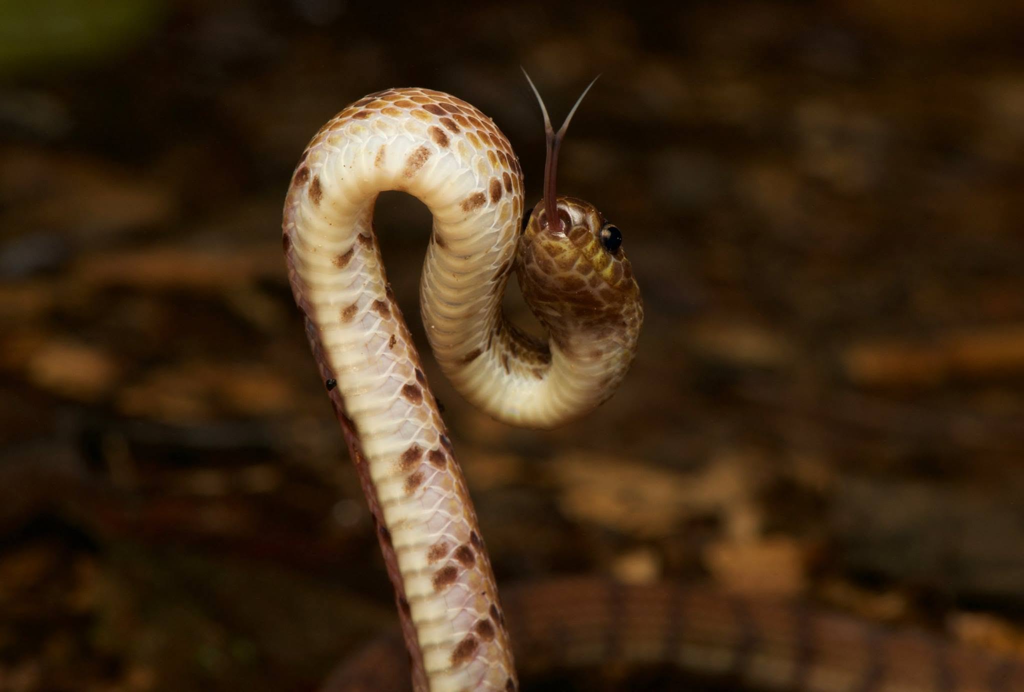 Variable Reed Snake — Borneo wildlife, book, free download, jungle tour, snake, herp tour