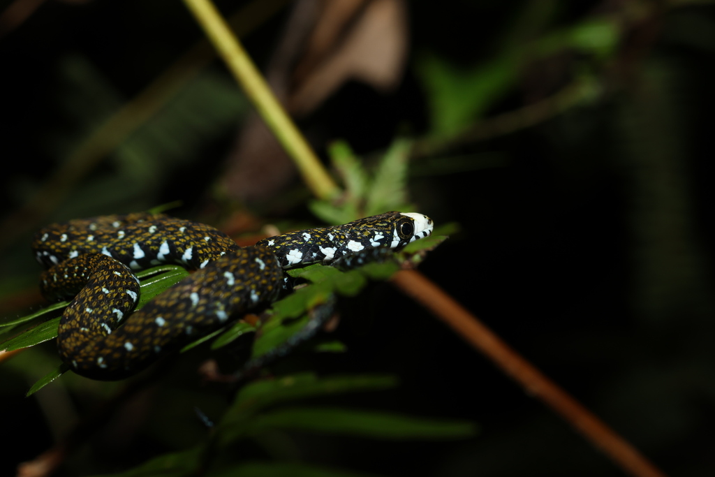 White-bellied Keelback — Borneo wildlife, book, free download, jungle tour, snake, herp tour