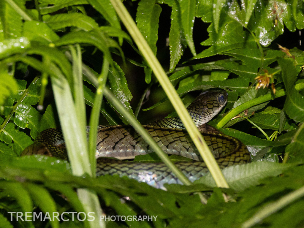 White-bellied Rat Snake — Borneo wildlife, book, free download, jungle tour, snake, herp tour