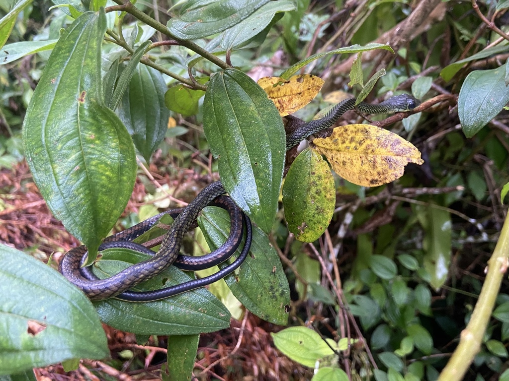 White-bellied Rat Snake — Borneo wildlife, book, free download, jungle tour, snake, herp tour