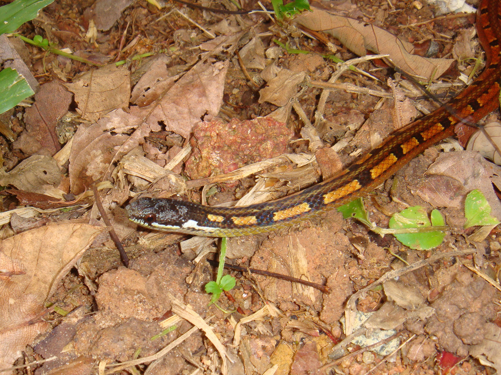 White-lipped Dark-headed Snake — Borneo wildlife, book, free download, jungle tour, snake, herp tour