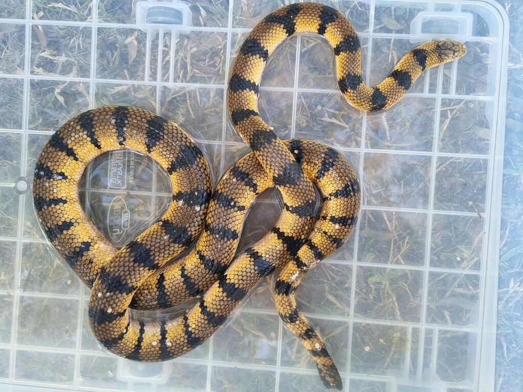 Yellow Sea Snake — Borneo wildlife, book, free download, jungle tour, snake, herp tour