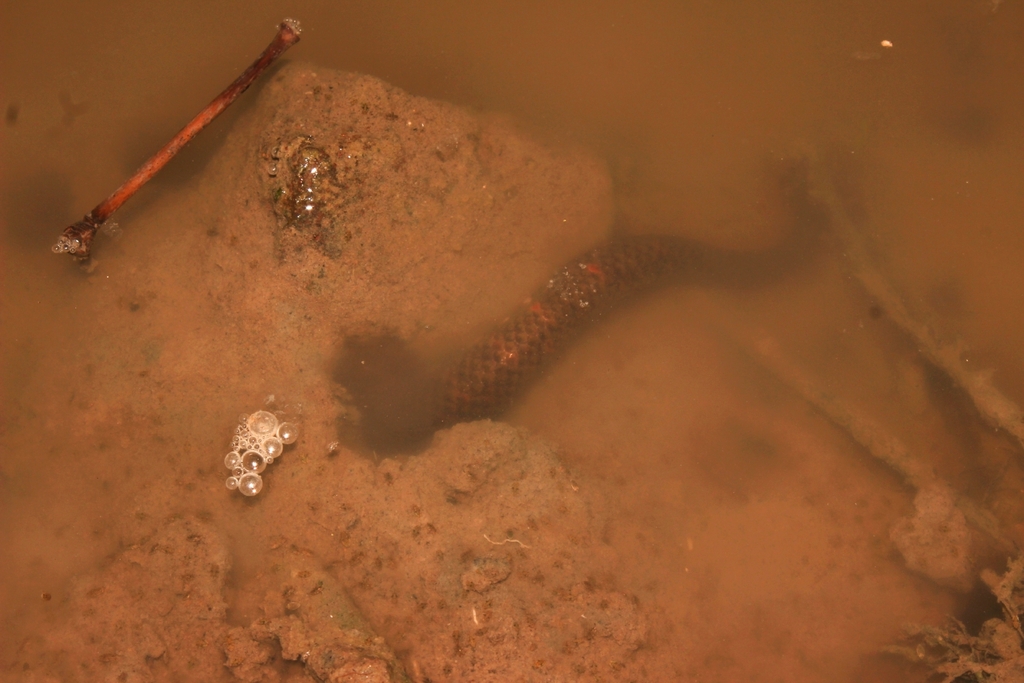 Yellow-banded Mud Snake — Borneo wildlife, book, free download, jungle tour, snake, herp tour