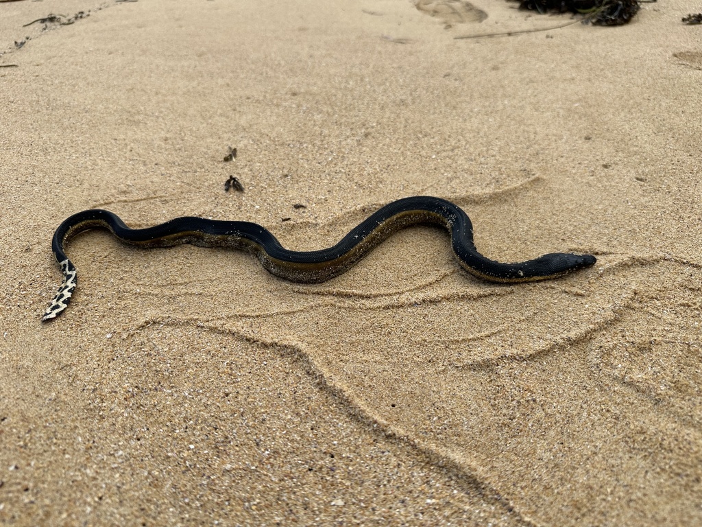 Yellow-bellied Sea Snake — Borneo wildlife, book, free download, jungle tour, snake, herp tour