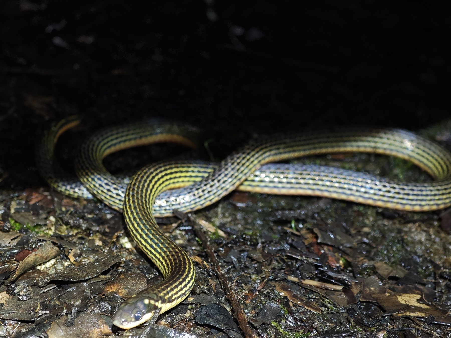 Yellow-lined Reed Snake — Borneo wildlife, book, free download, jungle tour, snake, herp tour