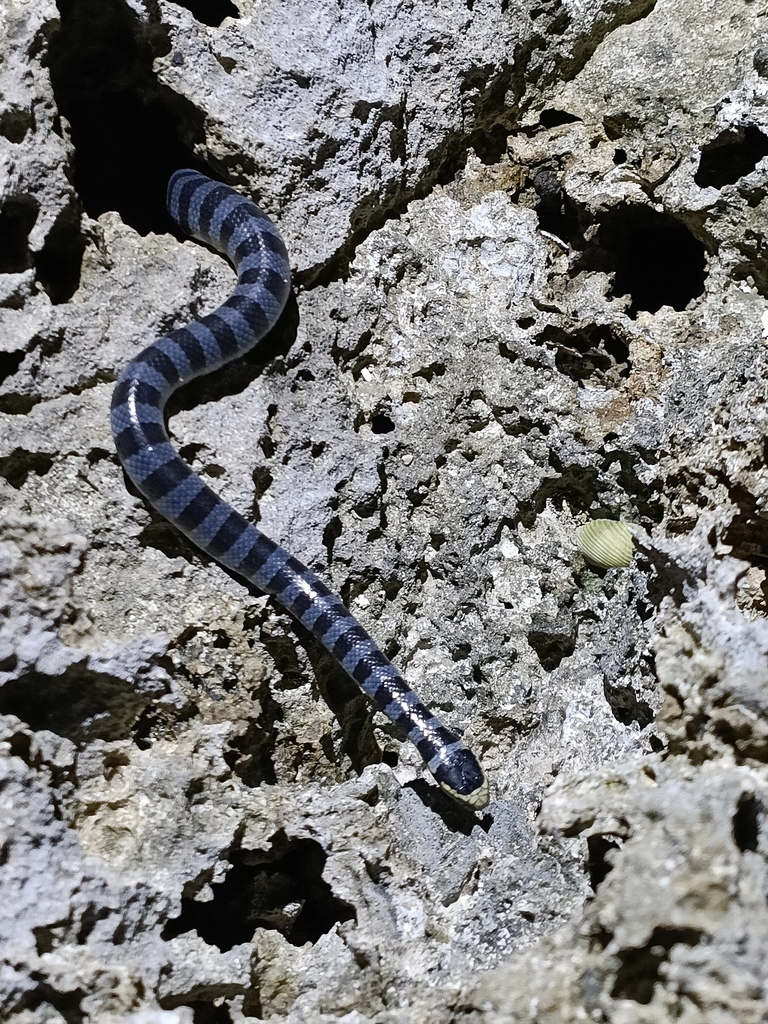 Yellow-lipped Sea Krait — Borneo wildlife, book, free download, jungle tour, snake, herp tour