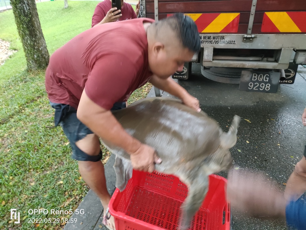Asian Giant Softshell Turtle — Borneo wildlife, book, free download, jungle tour, herp tour