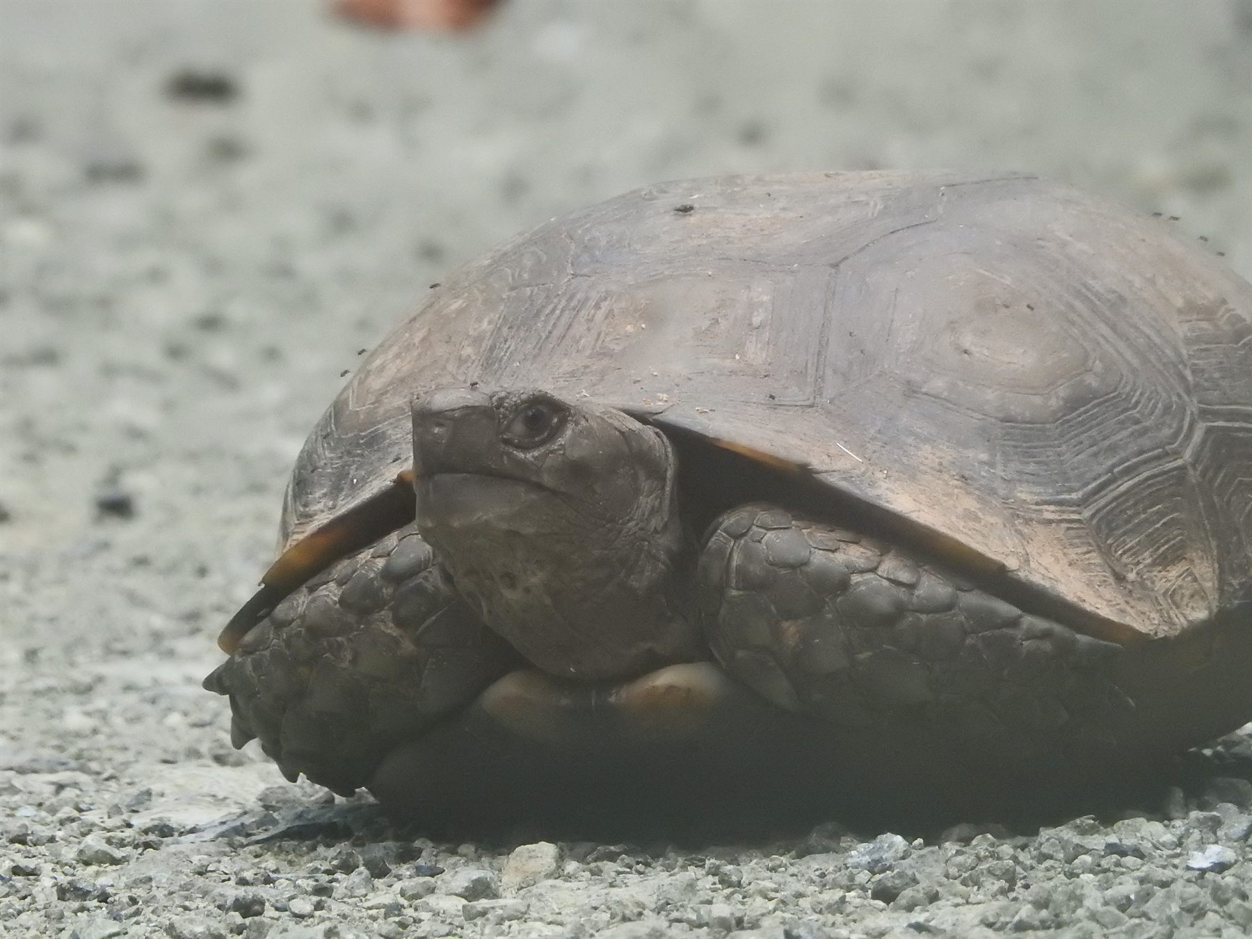 Asian Giant Tortoise — Borneo wildlife, book, free download, jungle tour, herp tour