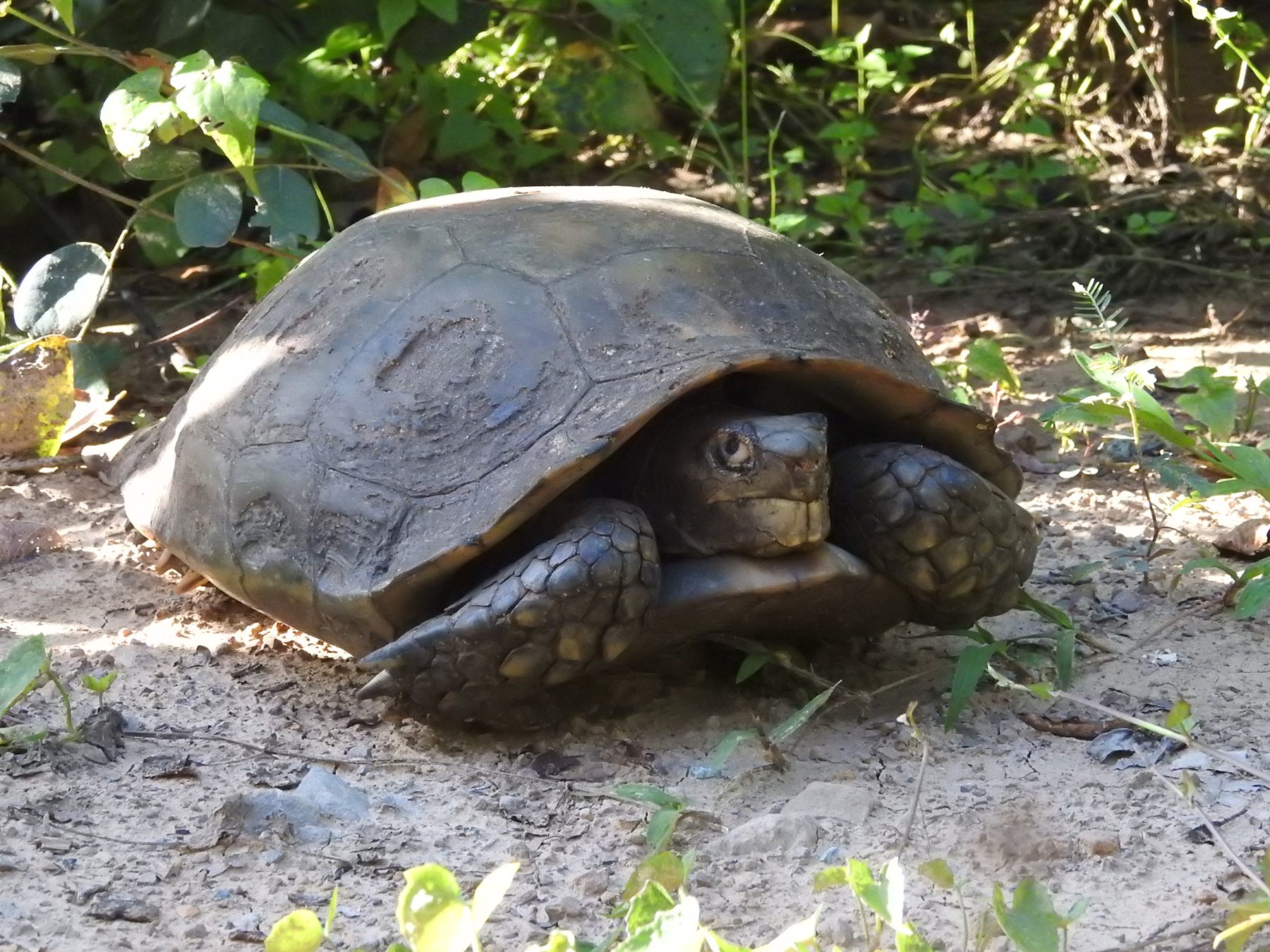 Asian Giant Tortoise — Borneo wildlife, book, free download, jungle tour, herp tour