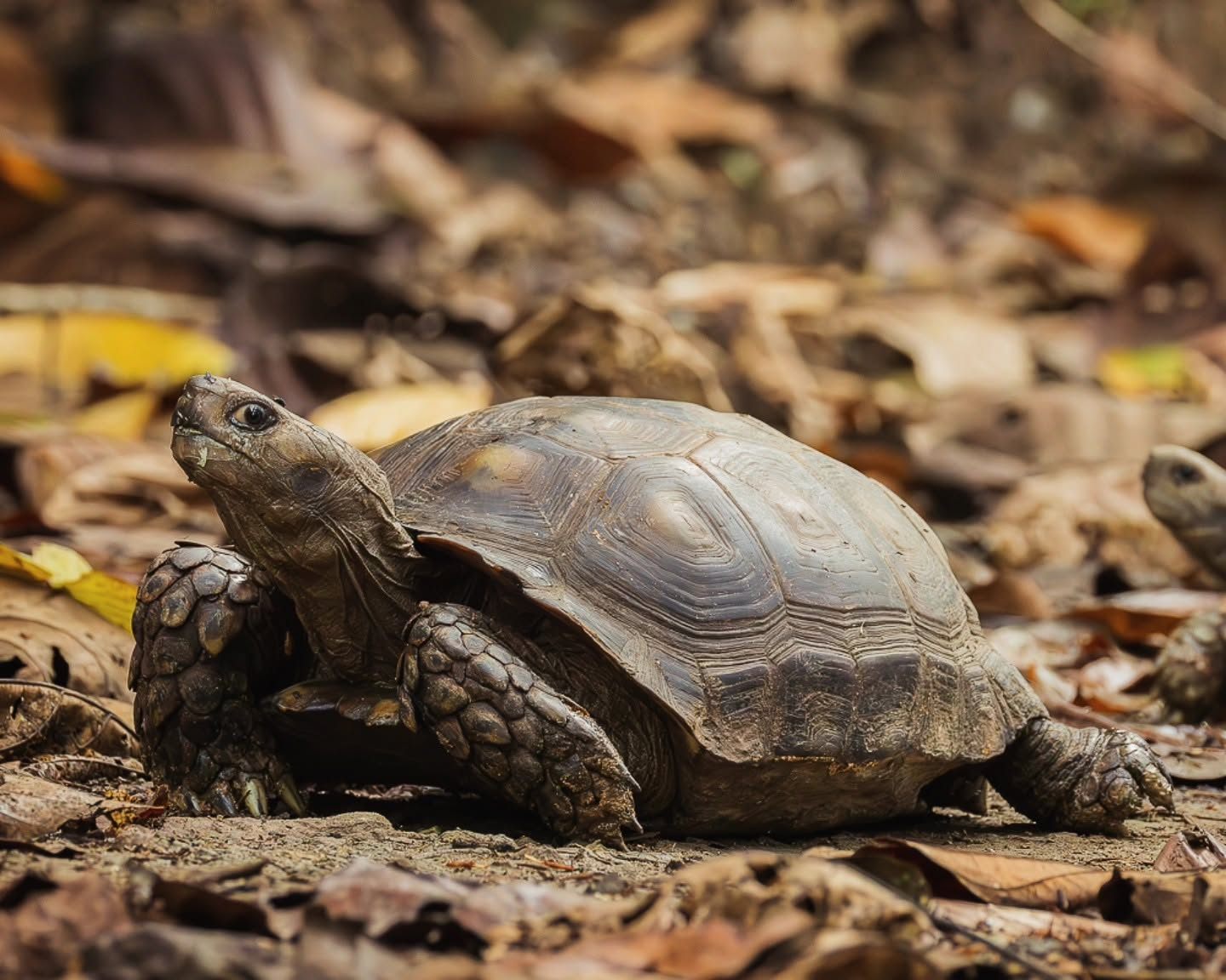 Asian Giant Tortoise — Borneo wildlife, book, free download, jungle tour, herp tour