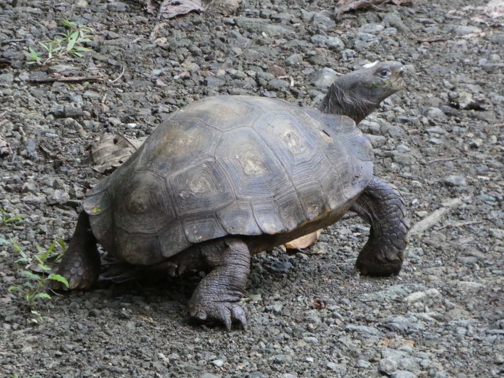Asian Giant Tortoise — Borneo wildlife, book, free download, jungle tour, herp tour