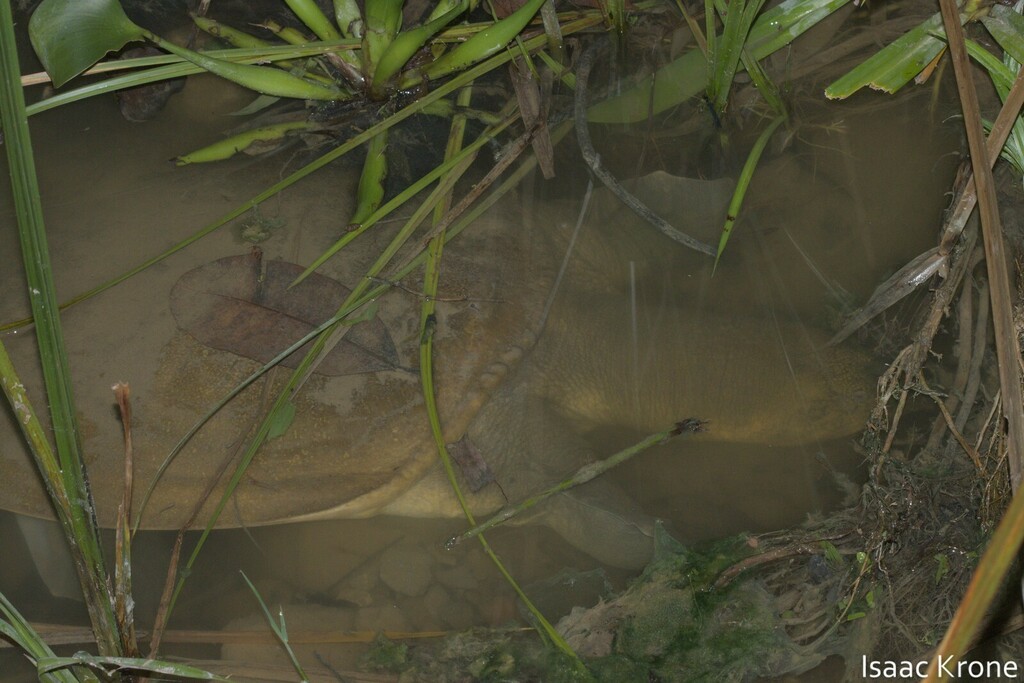 Asian Softshell Turtle — Borneo wildlife, book, free download, jungle tour, herp tour