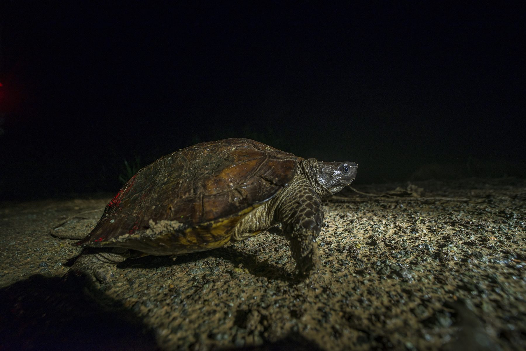 Black Marsh Turtle — Borneo wildlife, book, free download, jungle tour, herp tour