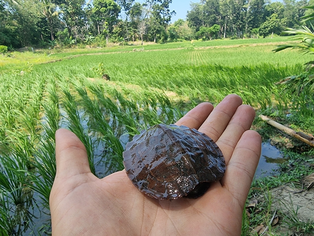 Common Leaf Turtle — Borneo wildlife, book, free download, jungle tour, herp tour
