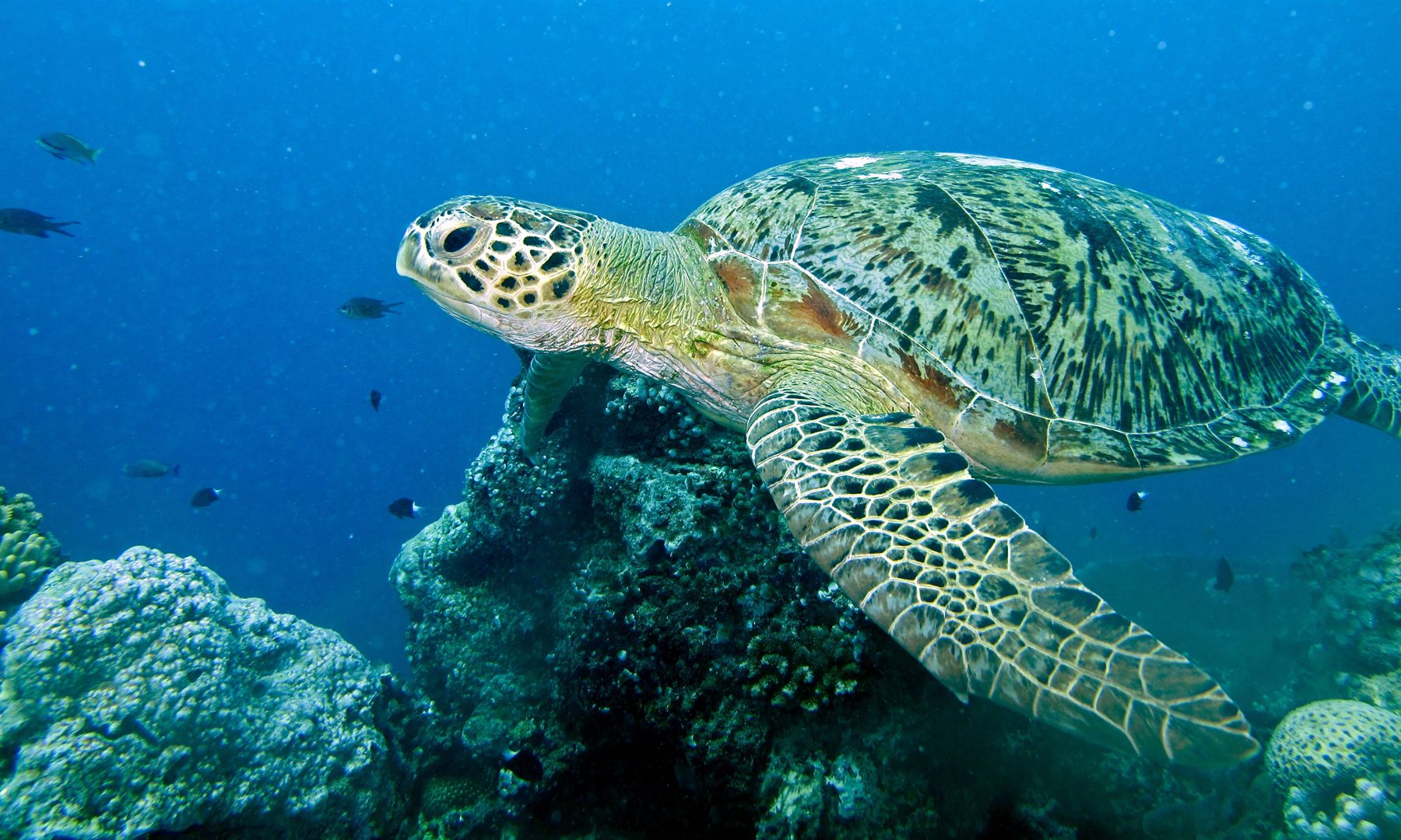 Green Turtle — Borneo wildlife, book, free download, jungle tour, herp tour