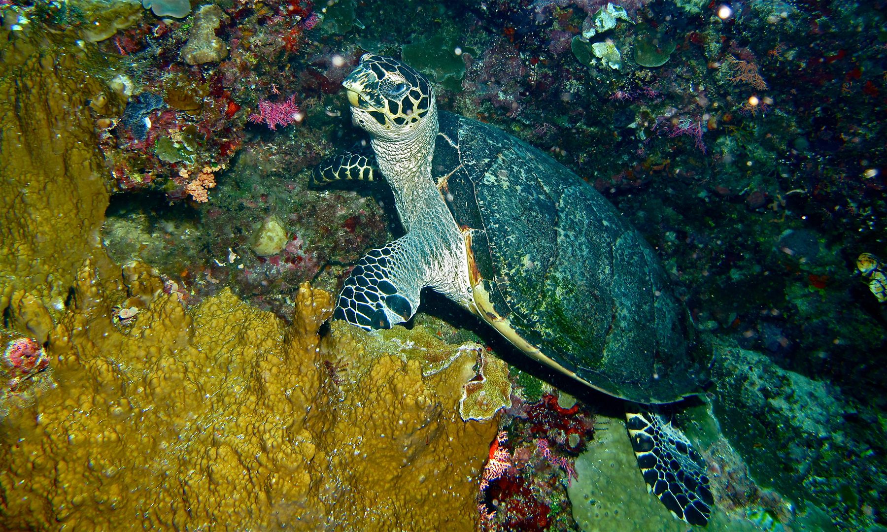 Hawksbill Turtle — Borneo wildlife, book, free download, jungle tour, herp tour