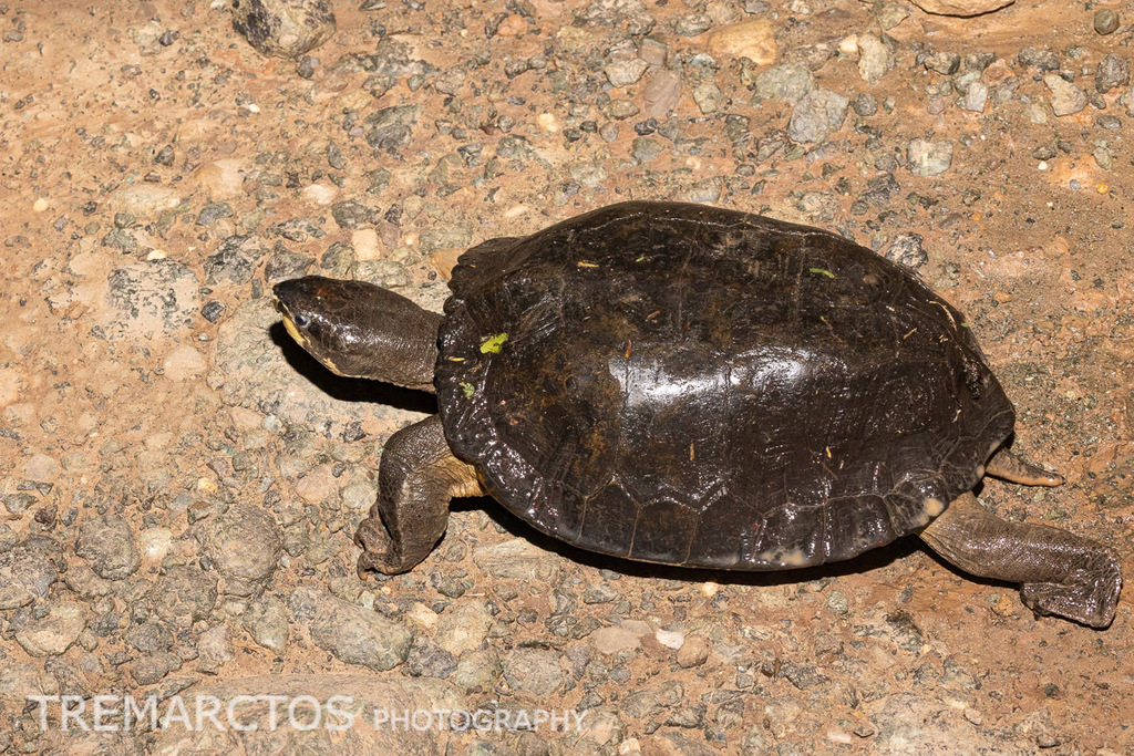 Malayan Flat-shelled Turtle — Borneo wildlife, book, free download, jungle tour, herp tour