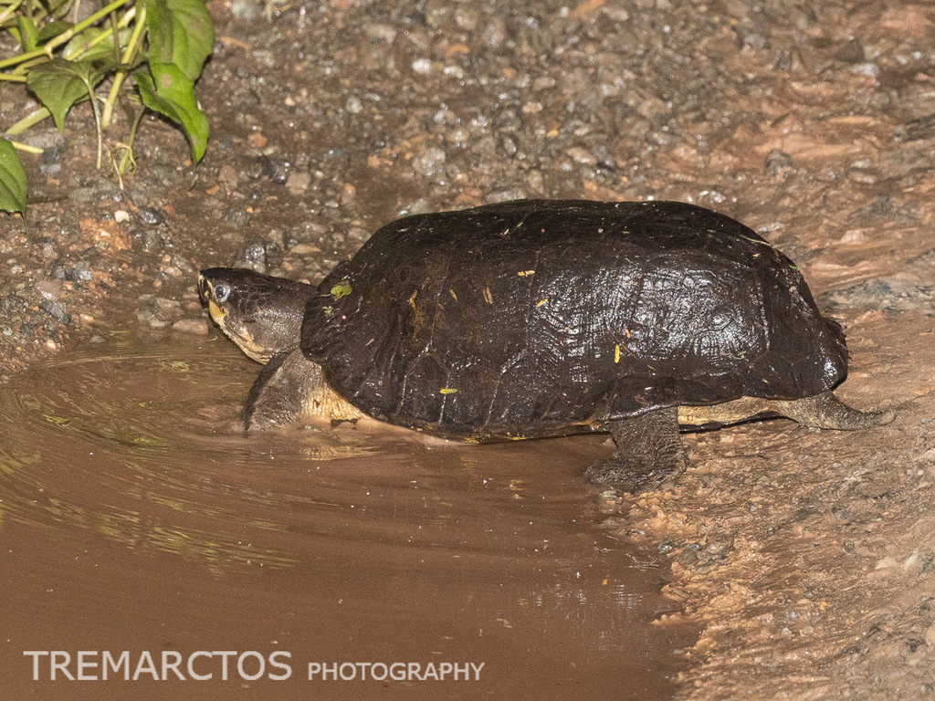 Malayan Flat-shelled Turtle — Borneo wildlife, book, free download, jungle tour, herp tour