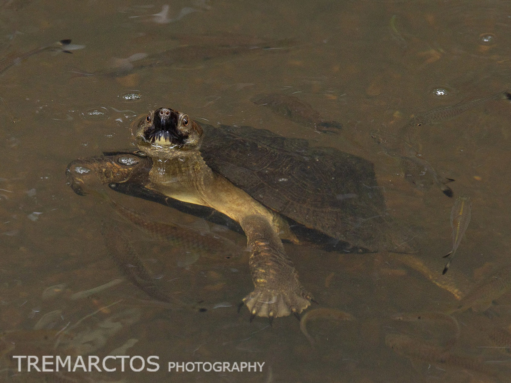 Malayan Flat-shelled Turtle — Borneo wildlife, book, free download, jungle tour, herp tour