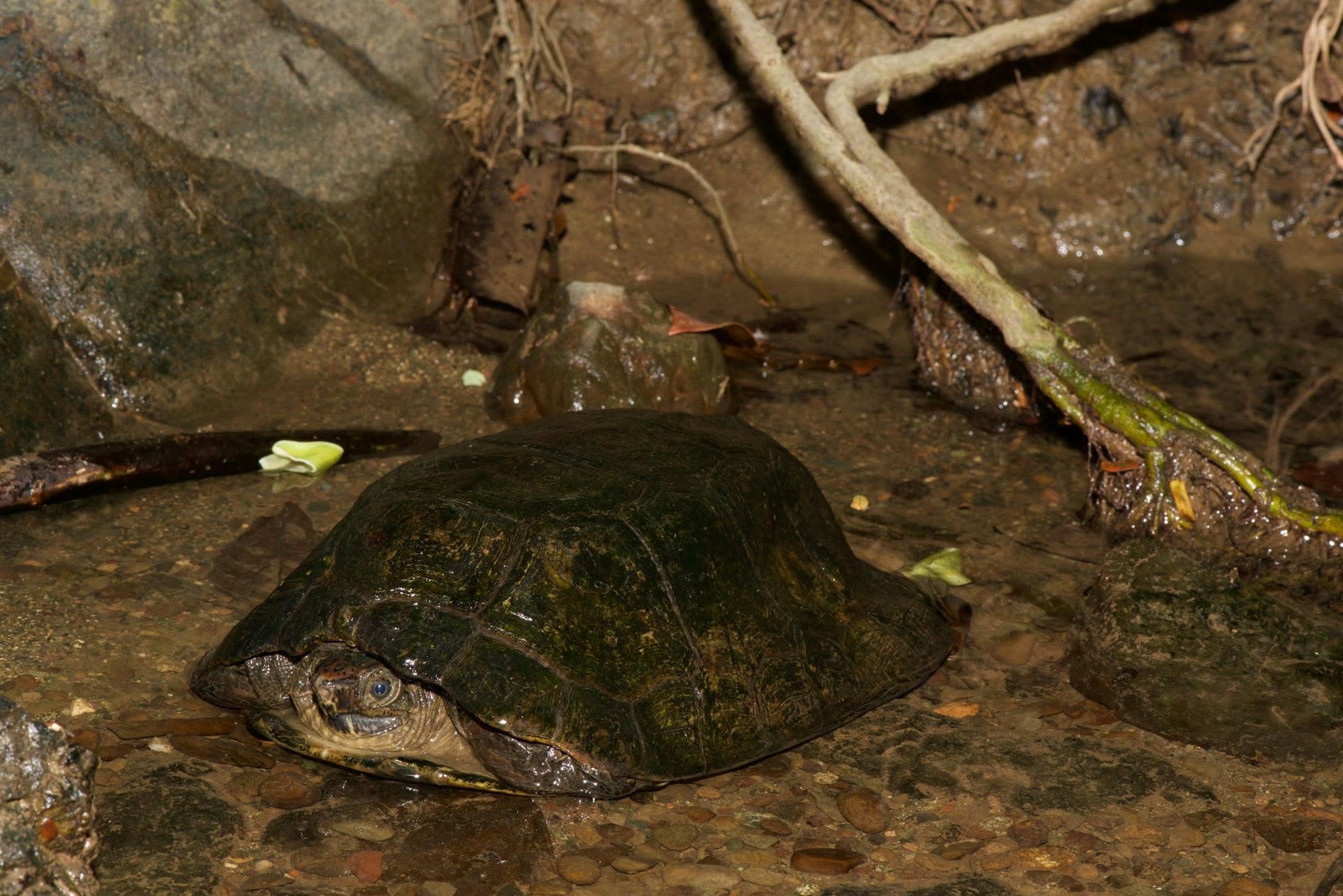 Malayan Flat-shelled Turtle — Borneo wildlife, book, free download, jungle tour, herp tour