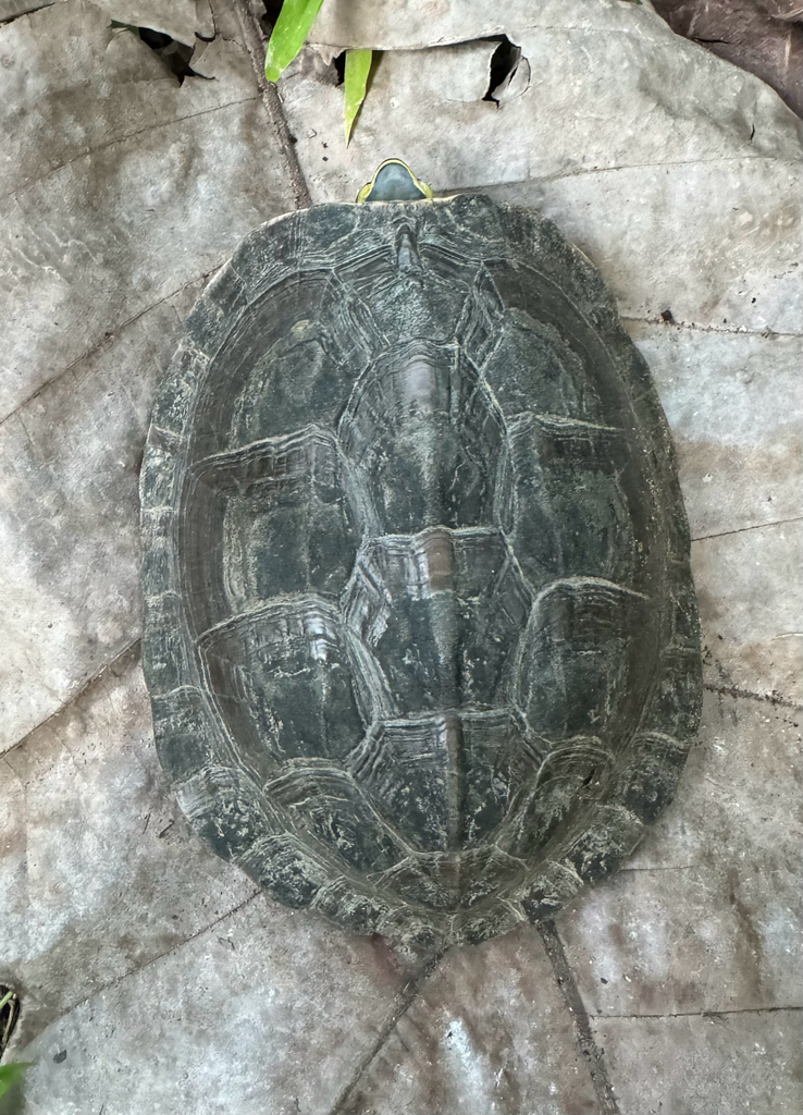 Malaysian Box Turtle — Borneo wildlife, book, free download, jungle tour, herp tour