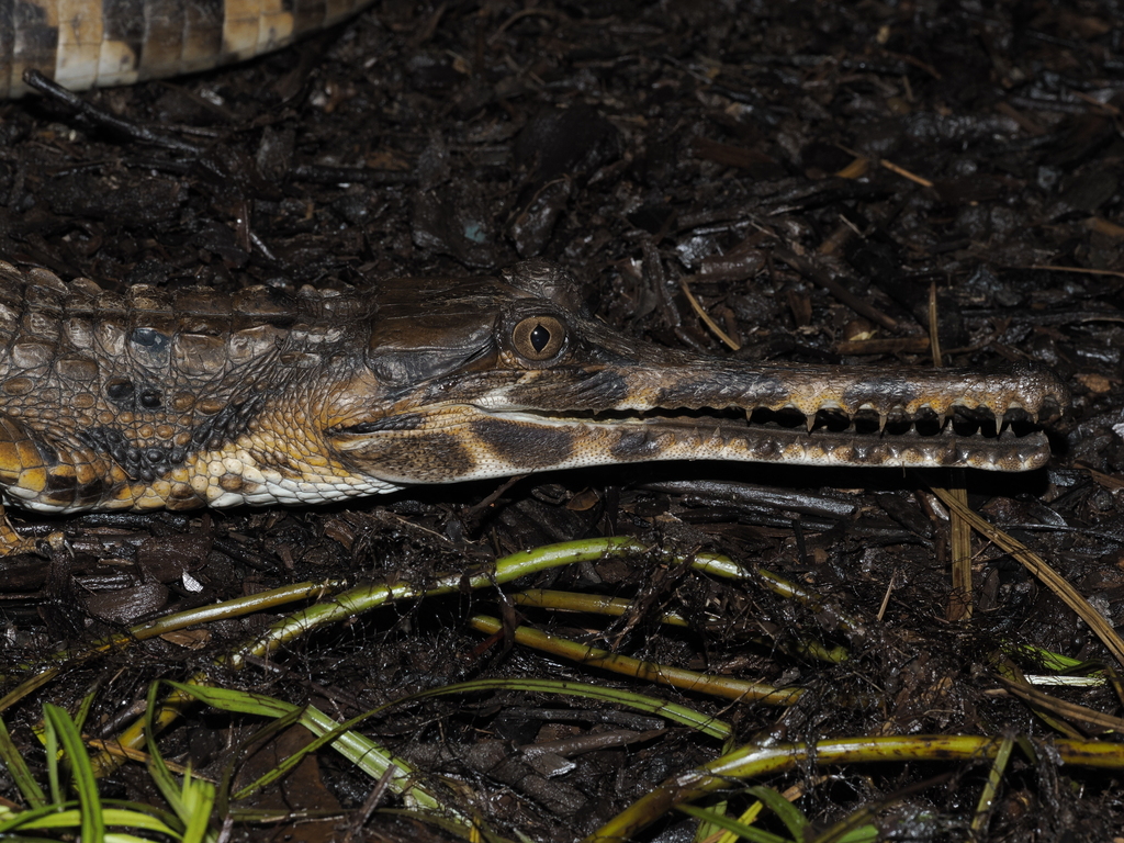 Malaysian False Gharial — Borneo wildlife, book, free download, jungle tour, herp tour