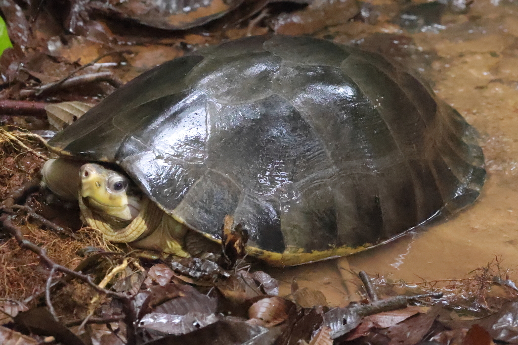 Malaysian Giant Turtle — Borneo wildlife, book, free download, jungle tour, herp tour