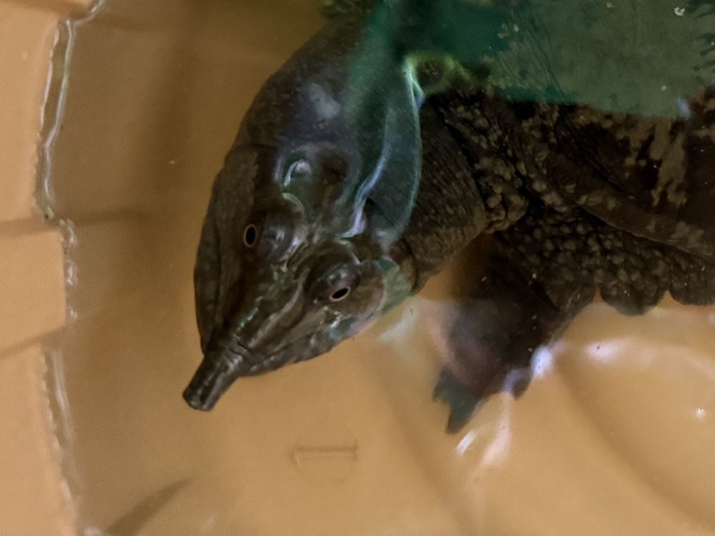 Malaysian Softshell Turtle — Borneo wildlife, book, free download, jungle tour, herp tour