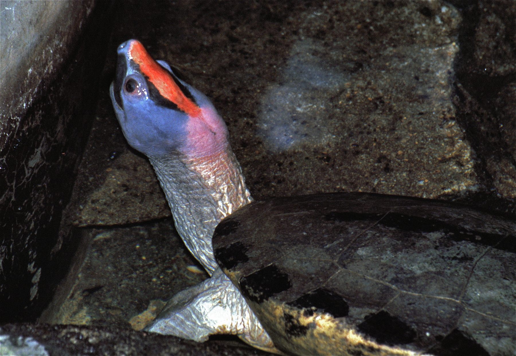 Painted Terrapin — Borneo wildlife, book, free download, jungle tour, herp tour