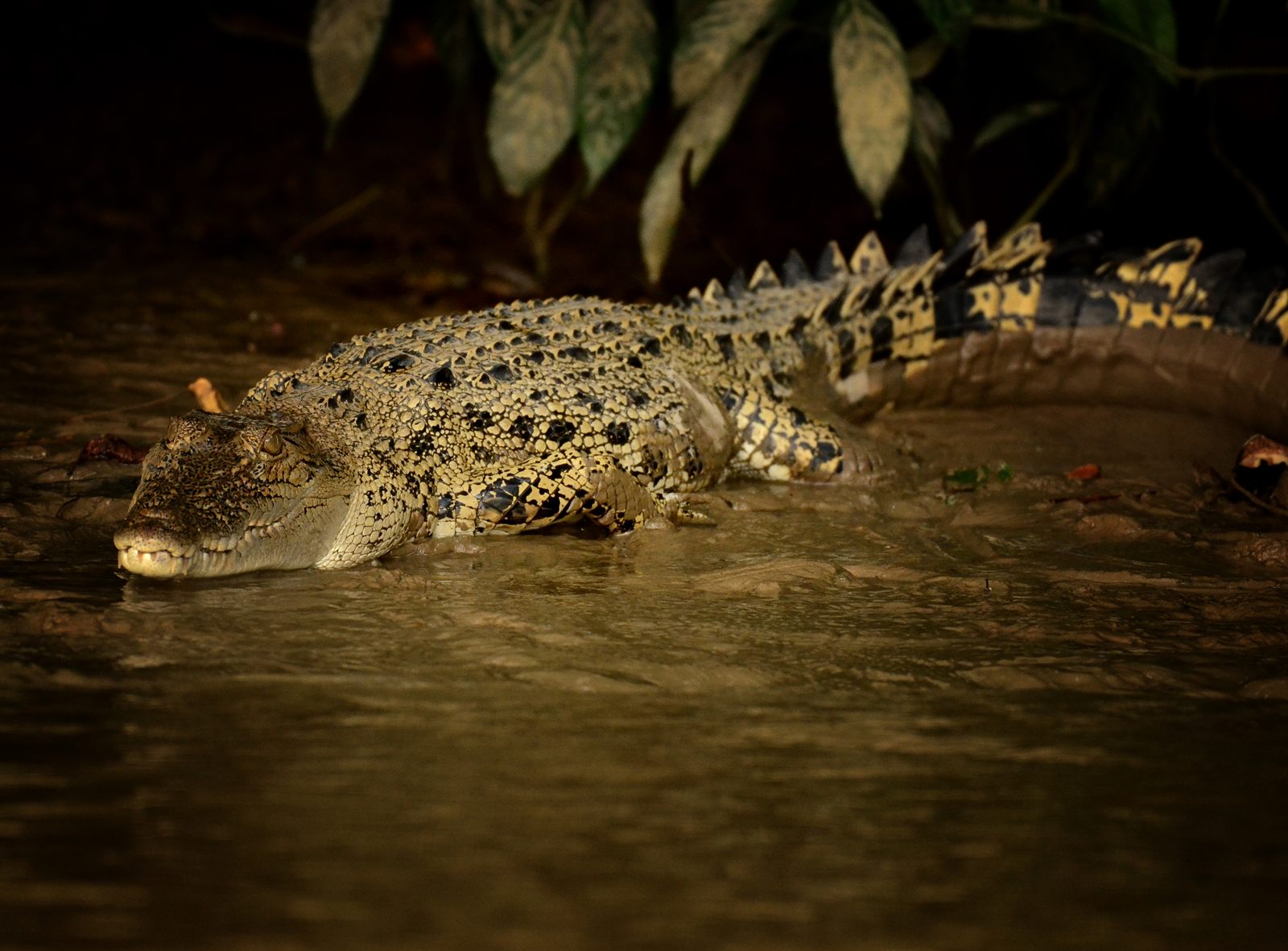 Saltwater Crocodile — Borneo wildlife, book, free download, jungle tour, herp tour